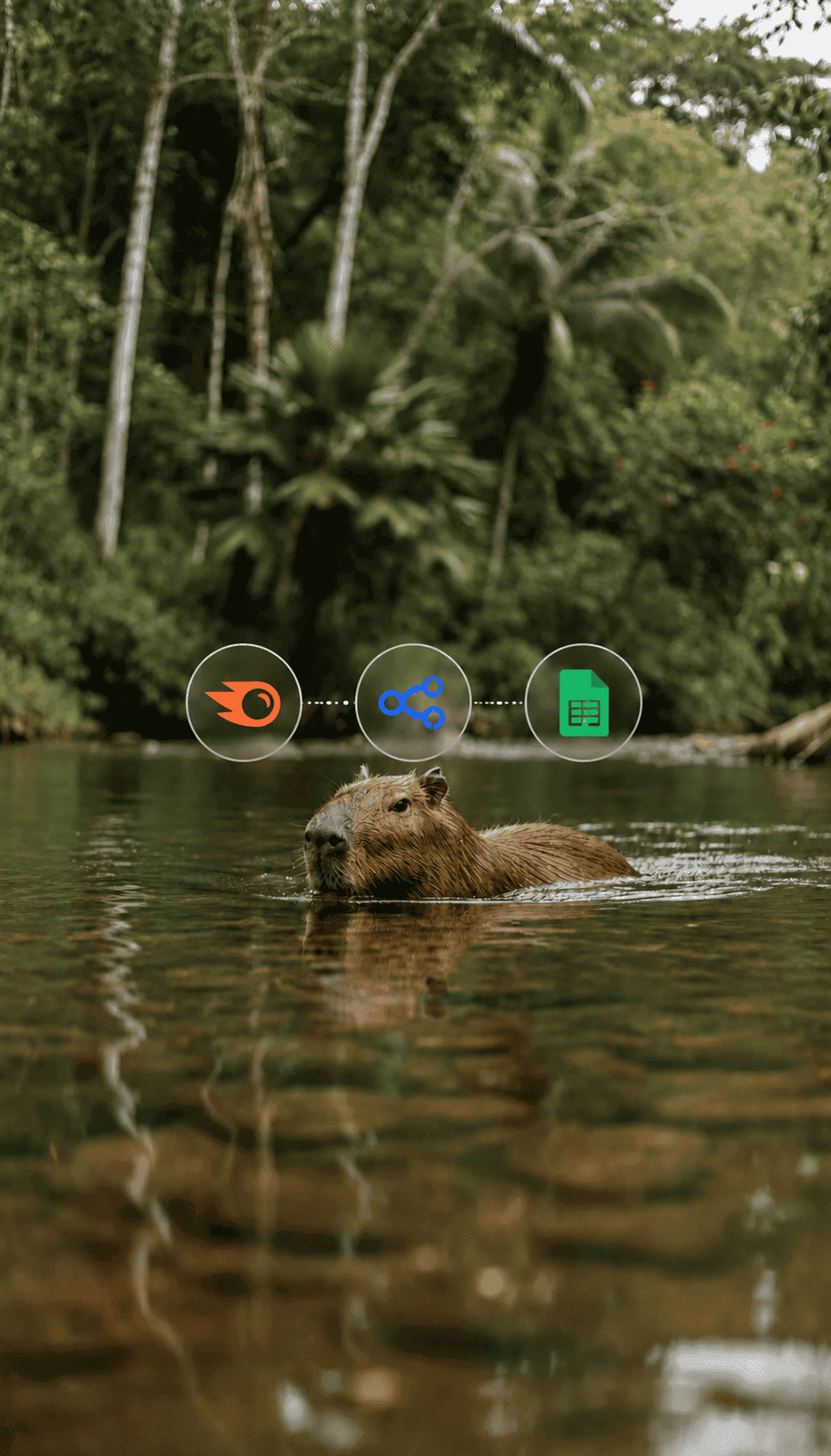 Capybara swimming in a tropical river with Semrush, share, and spreadsheet icons floating above.